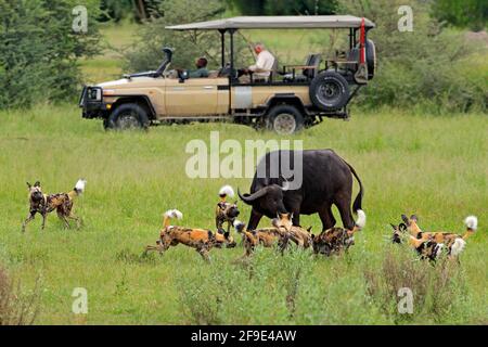 Safari africano, auto con gli amanti della natura. Caccia al cane selvatico in Botswana, mucca di bufalo e vitello con predatore. Scena faunistica da Africa, Moremi, Okavango Foto Stock