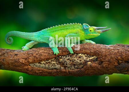 Jackson's Chameleon, Trioceros jacksonii, seduto sul ramo in habitat forestale. Esotico bello endemico rettile verde con coda lunga dal malgascio Foto Stock