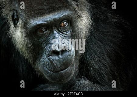 Western Lowland gorilla, dettaglio ritratto testa con occhi belli. Primo piano della grande scimmia nera selvaggia nella foresta, Gabon, Africa. Flora e fauna selvatiche Foto Stock