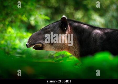 Tapiro in natura. America Centrale il tapiro di Baird, Tapirus bairdii, in vegetazione verde. Primo piano ritratto di animali rari provenienti dal Costa Rica. Scena della fauna selvatica Foto Stock