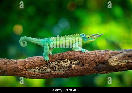 Jackson's Chameleon, Trioceros jacksonii, seduto sul ramo in habitat forestale. Esotico bellissimo rettile verde endemico con coda lunga da Madagas Foto Stock