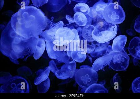 Aurelia labiata, meduse sulla luna, nelle acque scure del mare. Meduse blu bianco nell'habitat naturale dell'oceano. Acqua galleggiante campana medusa dal Pacifico, Giappone A. Foto Stock