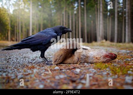 Raven con morto europeo Roe Deer, carcassa nella foresta. Uccello nero con testa sulla strada forestale. Comportamento degli animali, alimentazione in Germania, Europass Foto Stock