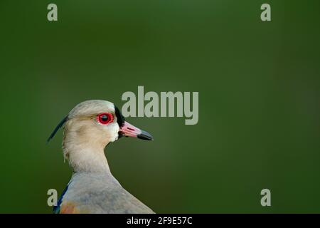 Lappatura, dettaglio ritratto. Southern Lapwing, Vanellus chilensis, uccelli esotici d'acqua durante l'alba, nell'habitat naturale, Pantanal, Brasile. Animale in t Foto Stock