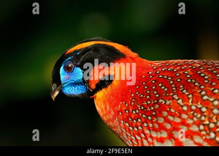 Uccello esotico dall'Asia. Tragopan di Temminck, Tragopan temminckii, ritratto di fagiano raro con testa nera, blu e arancione, uccello nella natura Foto Stock