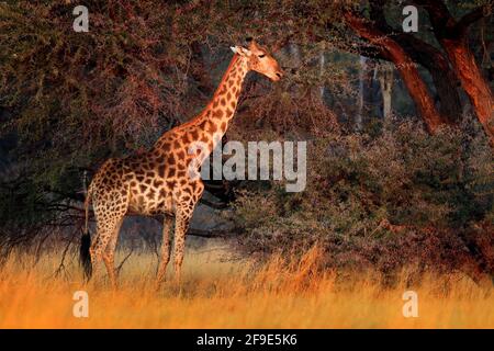 Giraffe in foresta con grandi alberi, luce della sera, tramonto. Idilliaca silhouette di giraffa con tramonto arancione serale, Botswana, Africa. Foto Stock