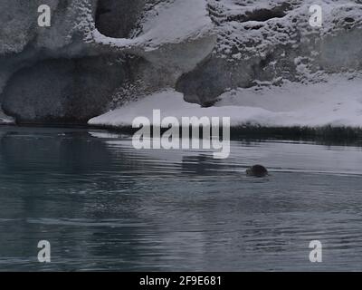 Nuoto porto foca (phoca vitulina) in acqua tra iceberg galleggianti del lago glaciale Jökulsárlón nel parco nazionale di Vatnajökull il sud dell'Islanda. Foto Stock