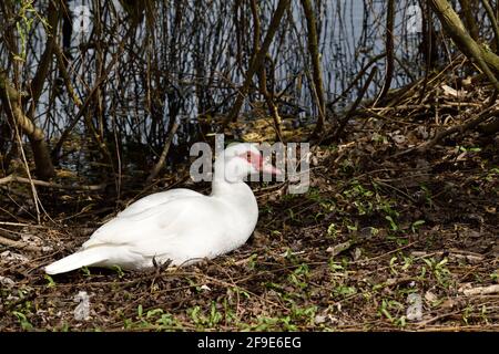 Una sola anatra moscovy nel fogliame accanto ad un lago vicino Oss, Paesi Bassi Foto Stock