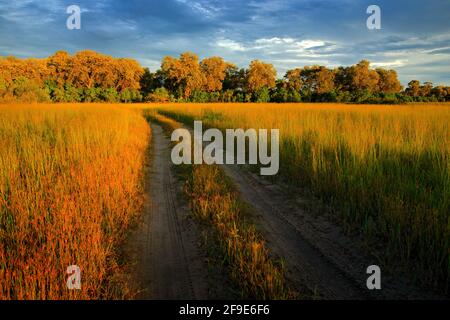 Serata sulla strada sterrata in savana, Moremi, Okavango delta in Botswana, Afrivca. Tramonto nella natura africana. Erba dorata con foresta. Bella lan Foto Stock