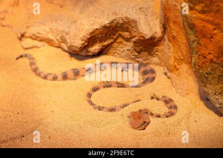 Vipera del deserto oridiata del Sahara, cerastes Cerastes, in Africa del Nord. "Corna" supraorbitale sulla testa. Pericoloso animale nascosto nella sabbia gialla, Saha Foto Stock