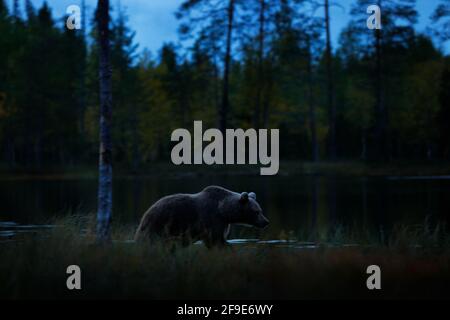 Notte natura con orso nascosto nella foresta. Alberi autunnali con orso. Bellissimo orso bruno, animale pericoloso in legno di nebbia scuro in Finlandia. Foto Stock