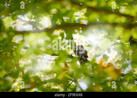 Gufo pigmeo eurasiatico, seduto in verde vegetazione estiva, nascosto nell'albero. Uccello stagnante nell'habitat naturale, Parco Nazionale di Sumava, Ceco, Europa. OWL Foto Stock