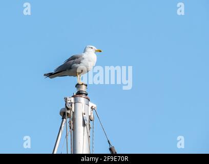Gabbiano di mare in piedi sull'albero di una nave in il porto Foto Stock