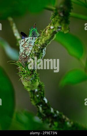 Hummingbird seduto sulle uova nel nido, Trinidad e Tobago. Hummingbird rumped rame, Amazilia tobaci, sull'albero, scena della fauna selvatica dalla natura. Foto Stock