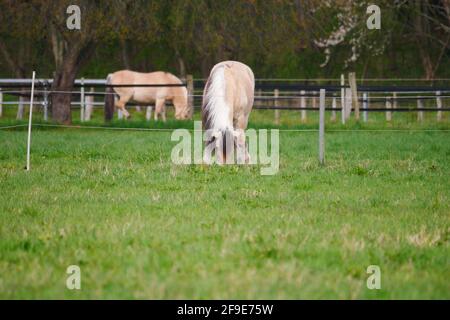 un cavallo si stende le gambe e mangia erba verde in un pascolo di fronte ad altri cavalli e al bordo di una foresta Foto Stock