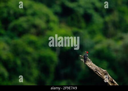 Picchio ligneo, Dryocopus lineatus, seduto su ramo con foro di nidificazione, uccello nero e rosso in habitat naturale, Costa Rica. Birdwatching, mattina sud Foto Stock
