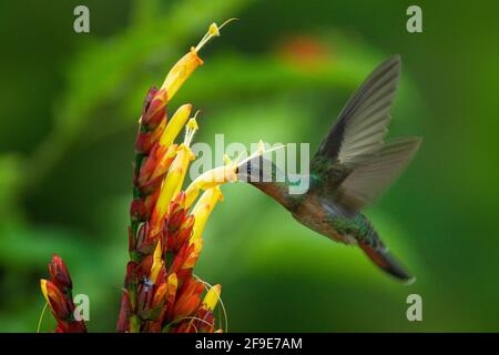 Azione alimentare scena in verde foresta tropicale. Eremita pelosa, Glaucis hirsutus, colibrì di Trinidad e Tobago. Volo di uccello verde Foto Stock