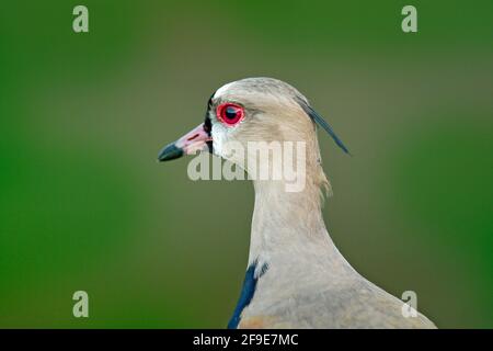 Lappatura, dettaglio ritratto. Southern Lapwing, Vanellus chilensis, uccelli esotici d'acqua durante l'alba, nell'habitat naturale, Pantanal, Brasile. Animale in t Foto Stock