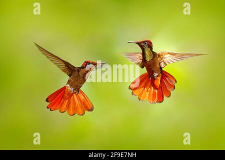 Due hummingbird lotta. Rosso e giallo Ruby-Topaz Hummingbird, Crysolampis mosquitus, volante con ali aperte, aspetto frontale con testa arancione lucida, sp Foto Stock
