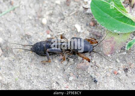 Larva di Mole Cricket europeo, Gryllotalpa gryllotalpa, su terreno sabbioso. Ingrandimento elevato. È un parassito comune nei giardini. Foto Stock