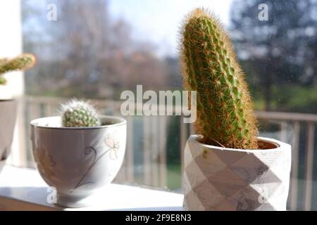 Cactus piccolo in crescita verticale interno di fronte a una finestra con luce solare ad un piccolo fioritaio bianco Foto Stock