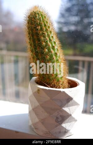 Cactus piccolo in crescita verticale interno di fronte a una finestra con luce solare ad un piccolo fioritaio bianco Foto Stock