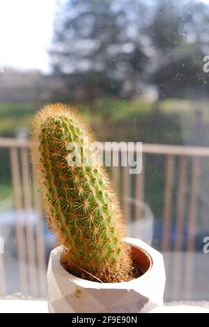 Cactus piccolo in crescita verticale interno di fronte a una finestra con luce solare ad un piccolo fioritaio bianco Foto Stock