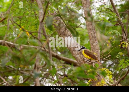 Grande Kiskadee Pitangus sulfuratus seduto in un albero in Uxmal, Yucatan, Messico Foto Stock