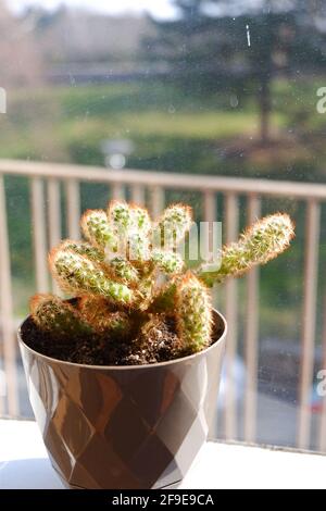 Cactus interno di fronte a una finestra con luce solare Foto Stock