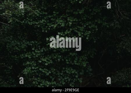 Sfondo di cornice pieno di foglie verdi di albero che cresce in foresta scura di giorno Foto Stock