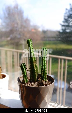 Cactus succulento interno di fronte a una finestra con luce solare Foto Stock