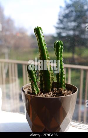 Cactus succulento interno di fronte a una finestra con luce solare Foto Stock
