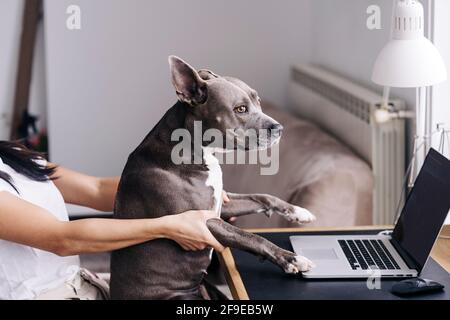 Vista laterale del prodotto femmina irriconoscibile con AmStaff rivolto verso la parte opposta contro netbook con schermo nero a casa Foto Stock