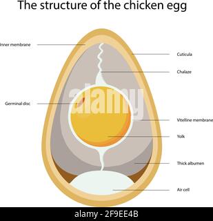 Disegno vettoriale della struttura di un uovo di pollo Illustrazione Vettoriale