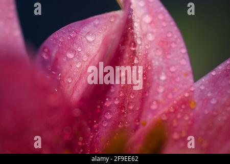 Un macro shot di un bel giglio orientale Foto Stock