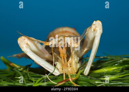 Squilla mantis Foto Stock