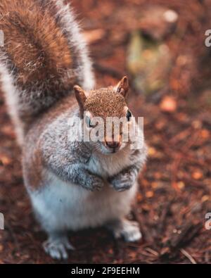 Primo piano di uno scoiattolo chunky foraging per noci per l'inverno Foto Stock