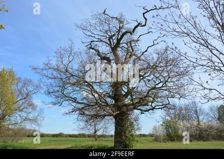 Anglesey Abbey Cambridge UK, passeggiata nella natura Foto Stock