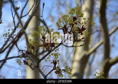 Anglesey Abbey Cambridge UK, Nature Walk Foto Stock