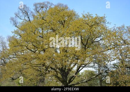 Anglesey Abbey Cambridge UK, Nature Walk Foto Stock