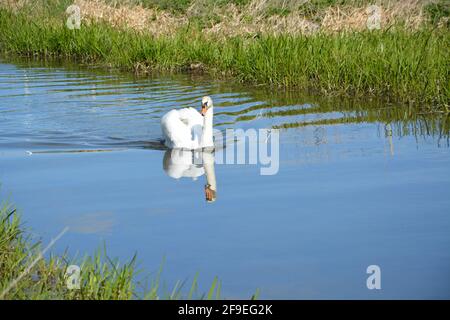 Swan con ali cuore Anglesey Abbey Cambridge UK, DSLR Foto Stock