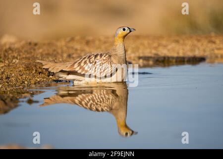 Incoronato Sandgrouse (Pterocles coronatus) nei pressi di una piscina di acqua fotografato nel deserto del Negev, Israele in giugno Foto Stock