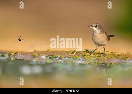 La Warbler sarda femminile, AKA Black Headed Warbler (Curruca melanocephala syn Sylvia melanocephala), è un comune e diffuso guerriero tipico da t. Foto Stock