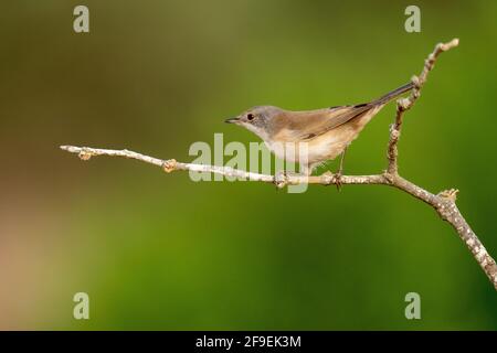 La Warbler sarda femminile, AKA Black Headed Warbler (Curruca melanocephala syn Sylvia melanocephala), è un comune e diffuso guerriero tipico da t. Foto Stock