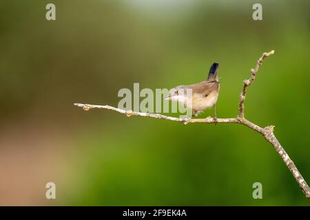 La Warbler sarda femminile, AKA Black Headed Warbler (Curruca melanocephala syn Sylvia melanocephala), è un comune e diffuso guerriero tipico da t. Foto Stock