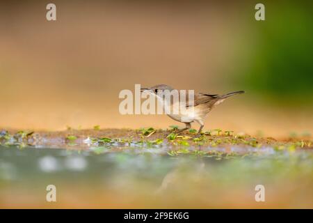 La Warbler sarda femminile, AKA Black Headed Warbler (Curruca melanocephala syn Sylvia melanocephala), è un comune e diffuso guerriero tipico da t. Foto Stock