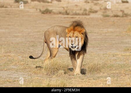 Grande maschio di leone africano (Panthera leo) in habitat naturale, il Parco Nazionale di Etosha, Namibia Foto Stock