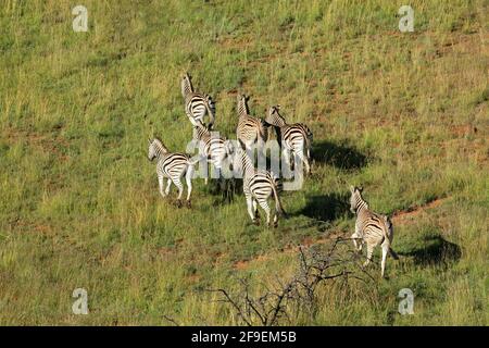Veduta aerea delle zebre pianeggianti (Equus burchelli) che corrono in prateria, Sudafrica Foto Stock