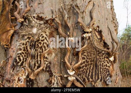 Caccia trofei antlers e leopardi pelli nel villaggio di Hadzabe Hadza, o Hadzabe, sono un gruppo etnico nella tanzania centro-settentrionale, che vive intorno Foto Stock