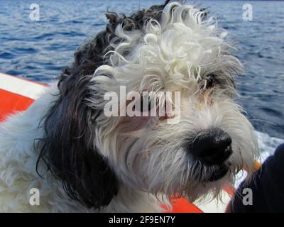 primo piano di un bel cane Foto Stock